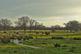 Experience the Essence of Late Summer - Knepp Estate 1 Day Retreat - Sunday 9th August 2026