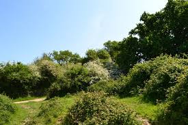 Experience the Essence of Late Summer - Knepp Estate 1 Day Retreat - Sunday 9th August 2026