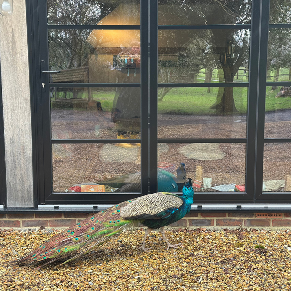 Breathe, Release, and Restore - Collaborative Sussex 1 Day Retreat - Sunday 18th January 2026