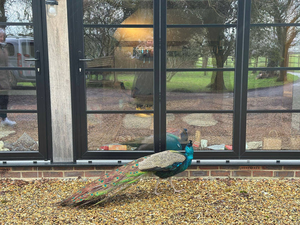 Breathe, Release, and Restore - Collaborative Sussex 1 Day Retreat - Sunday 18th January 2026