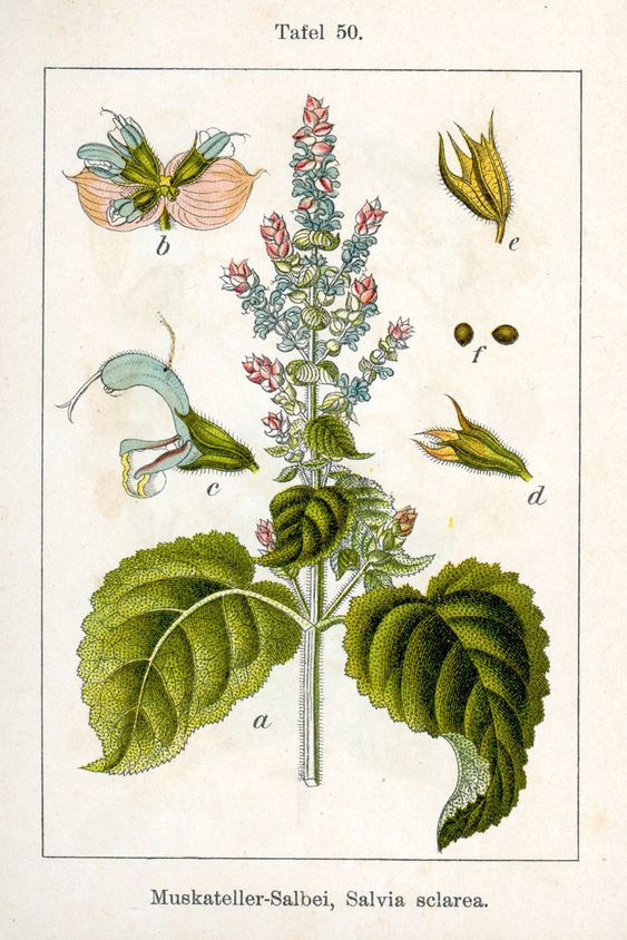 Clary Sage the Hormone Balancer