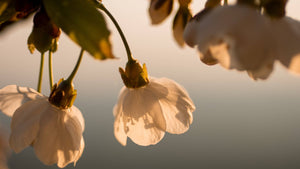 NATURAL REMEDIES FOR PERIMENOPAUSE AND MENOPAUSE: THE SUPER POWER OF PLANTS - NEROLI THE CALMING OIL